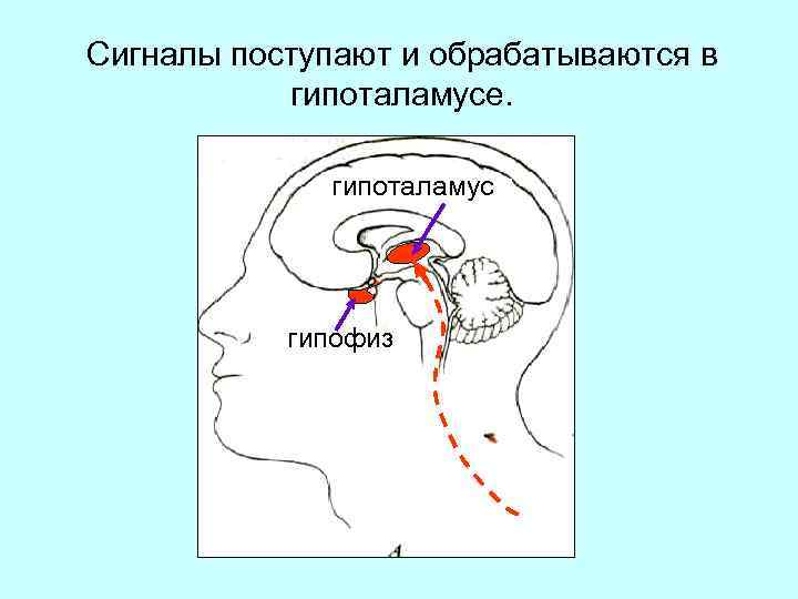 Сигналы поступают и обрабатываются в гипоталамусе. гипоталамус гипофиз 