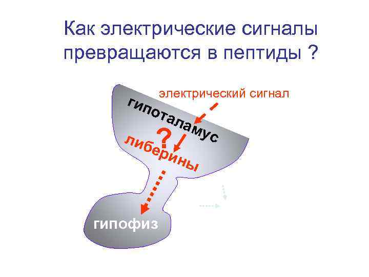 Как электрические сигналы превращаются в пептиды ? электрический сигнал гип ота либ ? лам