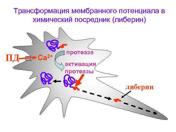 Трансформация мембранного потенциала в химический посредник (либерин) ПД Са 2+ протеаза активация протеазы либерин