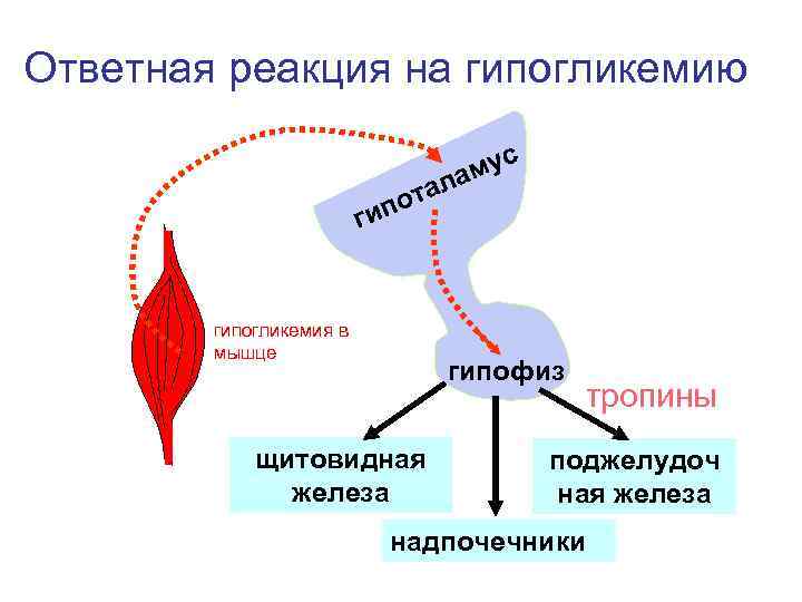 Ответная реакция на гипогликемию с ота ип у ам л г гипогликемия в мышце