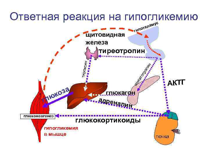 Ответная реакция на гипогликемию мус щитовидная железа ла ота гип со ма то т