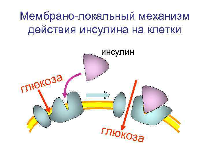 Мембрано-локальный механизм действия инсулина на клетки инсулин оза юк гл глюко за 