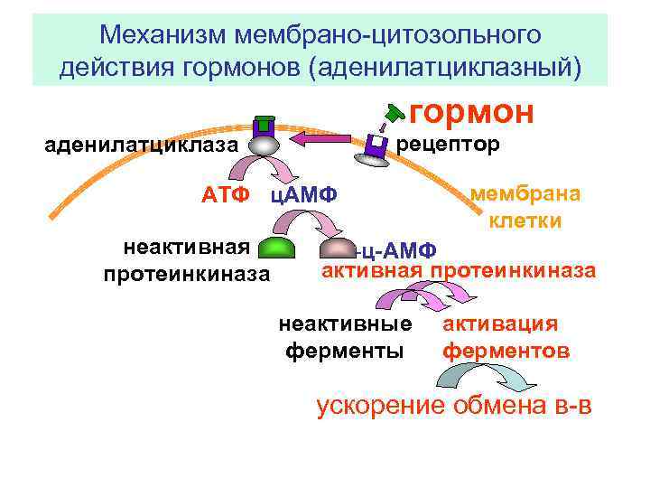 Механизм мембрано-цитозольного действия гормонов (аденилатциклазный) гормон рецептор аденилатциклаза АТФ ц. АМФ неактивная протеинкиназа мембрана