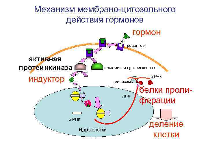 Механизм действия гормонов схема