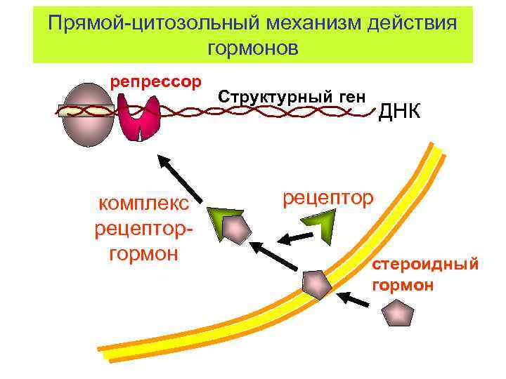 Прямой-цитозольный механизм действия гормонов репрессор комплекс рецепторгормон Структурный ген ДНК рецептор стероидный гормон 