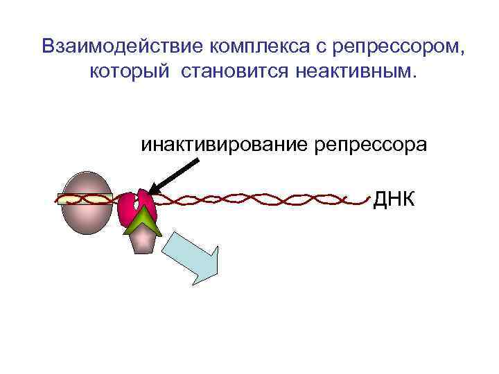 Взаимодействие комплекса с репрессором, который становится неактивным. инактивирование репрессора ДНК 