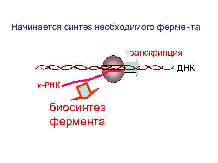 Начинается синтез необходимого фермента транскрипция ДНК и-РНК биосинтез фермента 