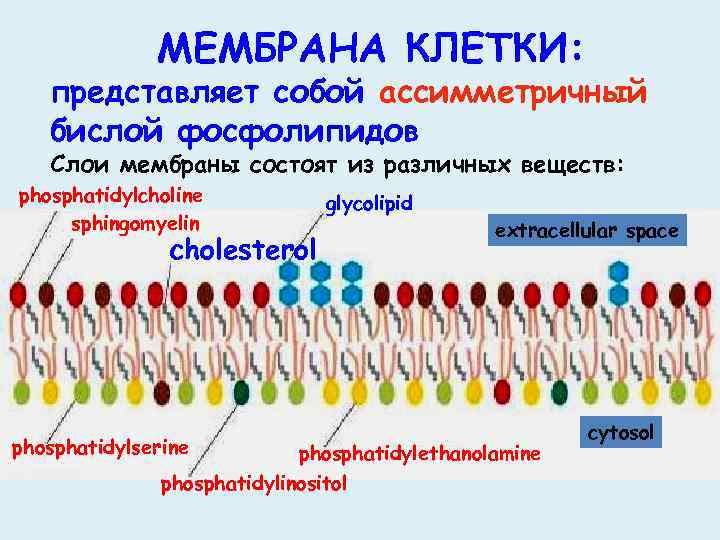 Состоящий из разного. В фосфолипидный бислой мембран. Бислой фосфолипидов. Фосфолипидный бислой строение. Бислой фосфолипидов химические вещества.