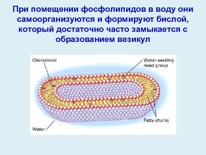 Соотнесите объекты с их обозначениями на рисунке фосфолипидный бислой