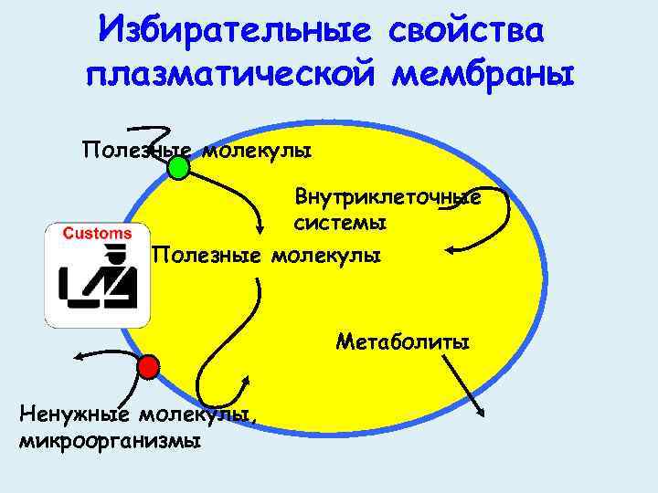 Избирательные свойства плазматической мембраны Полезные молекулы Внутриклеточные системы Полезные молекулы Метаболиты Ненужные молекулы, микроорганизмы