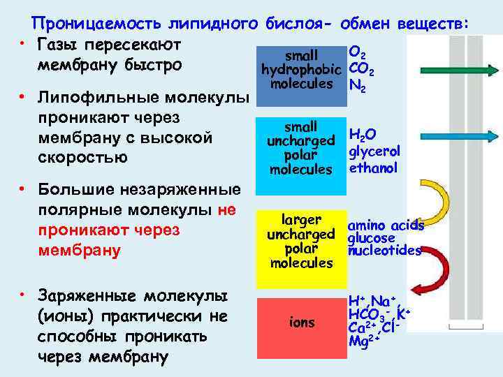 Проницаемость липидного бислоя- обмен веществ: • Газы пересекают O 2 small мембрану быстро hydrophobic