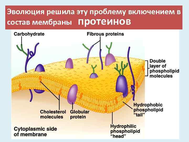 Физиология возбудимых тканей презентация