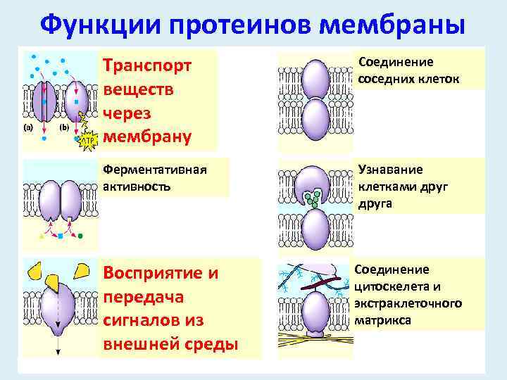 Функции мембраны. Функции протеинов. Функции мембраны транспорт веществ. Основная функция протеина. Функции транспорт веществ пассивный транспорт и.