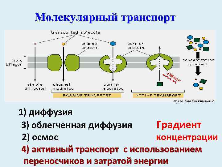 Транспорт веществ физиология. Молекулярный транспорт. Облегченная диффузия с затратой энергии. Мультимолекулярный транспорт веществ через. Помолекулярный транспорт веществ через плазмолему.