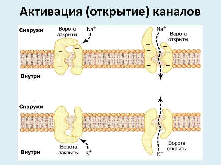 Активация (открытие) каналов 