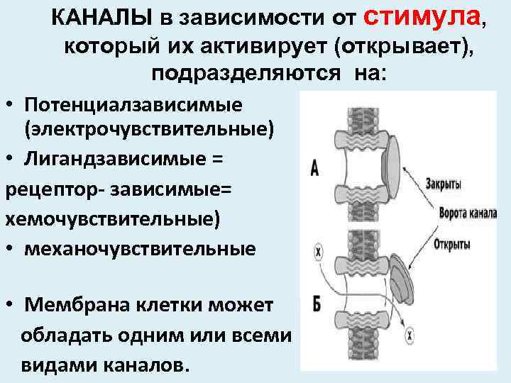 КАНАЛЫ в зависимости от стимула, который их активирует (открывает), подразделяются на: • Потенциалзависимые (электрочувствительные)