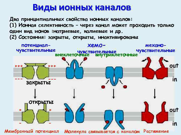 Виды ионных каналов Два принципиальных свойства ионных каналов: (1) Ионная селективность – через канал