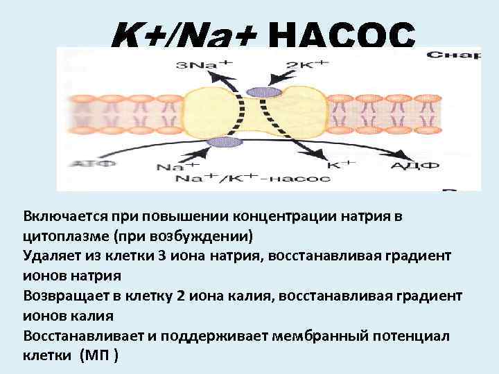 K+/Na+ НАСОС Включается при повышении концентрации натрия в цитоплазме (при возбуждении) Удаляет из клетки