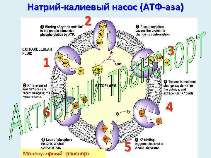 Натрий-калиевый насос (АТФ-аза) 2 3 1 4 6 Молекулярный транспорт 5 