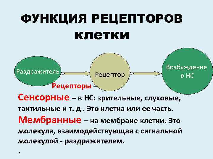 ФУНКЦИЯ РЕЦЕПТОРОВ клетки Раздражитель Рецептор Возбуждение в НС Рецепторы – Сенсорные – в НС: