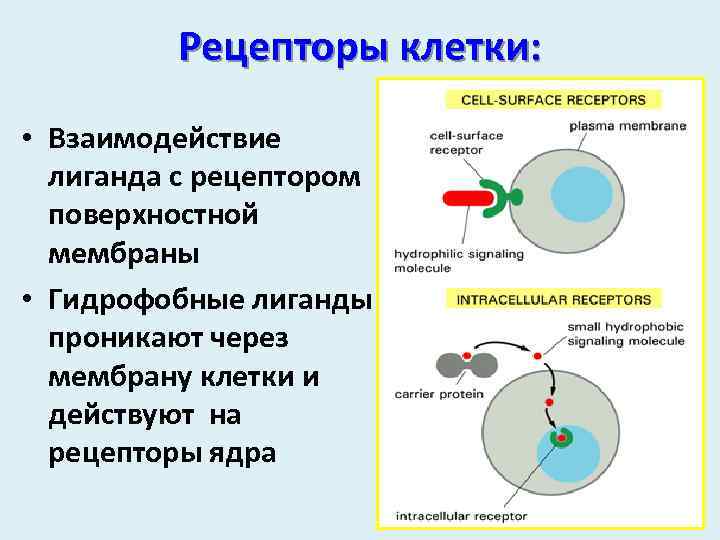 Частью рецепторы. Клеточный Рецептор мембранные рецепторы. Клеточный Рецептор это в физиологии. Строение рецепторных клеток. Рецепторы в клетке физиология.