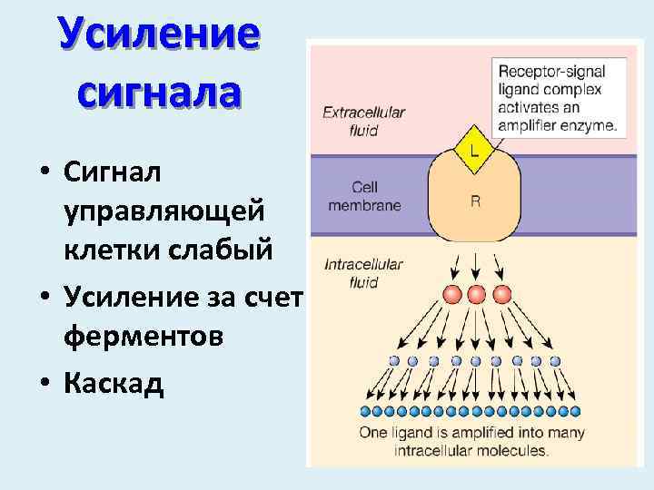 Усиление сигнала • Сигнал управляющей клетки слабый • Усиление за счет ферментов • Каскад