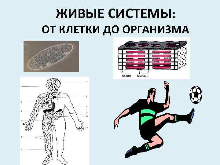 ЖИВЫЕ СИСТЕМЫ: ОТ КЛЕТКИ ДО ОРГАНИЗМА 