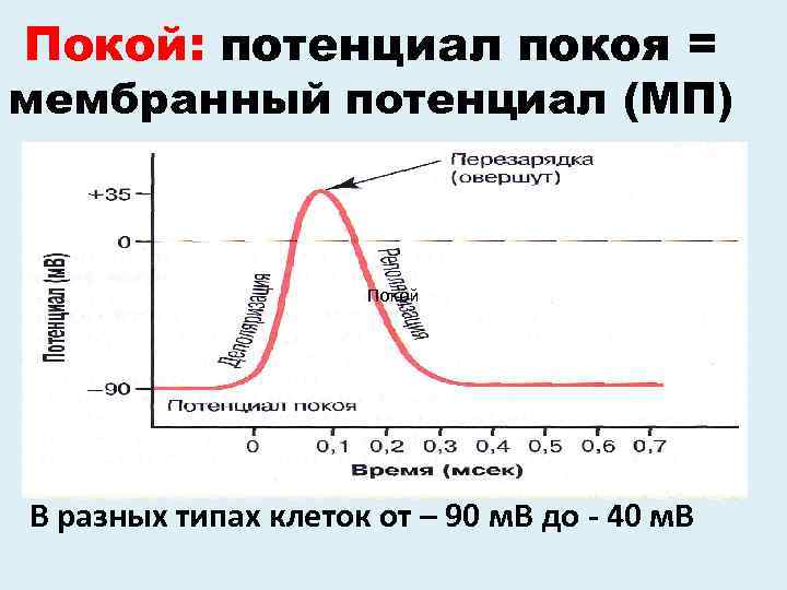 Покой: потенциал покоя = мембранный потенциал (МП) Покой В разных типах клеток от –