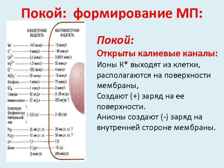 Покой: формирование МП: Покой: Открыты калиевые каналы: Ионы К* выходят из клетки, располагаются на