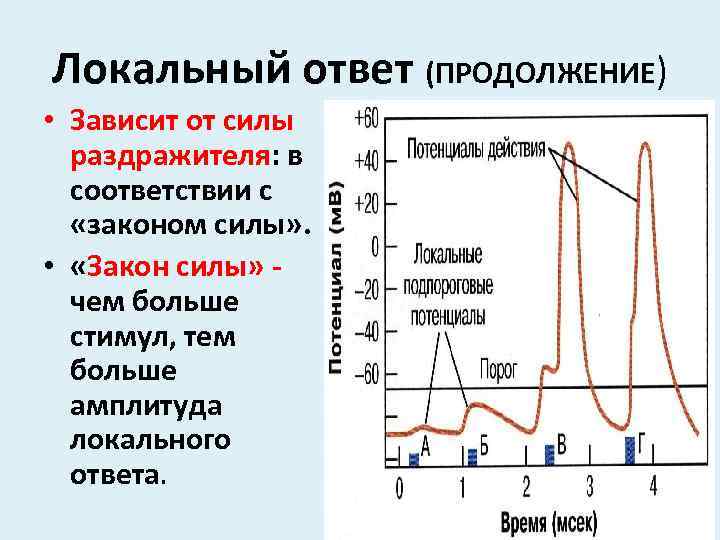 Локальный ответ (ПРОДОЛЖЕНИЕ) • Зависит от силы раздражителя: в соответствии с «законом силы» .