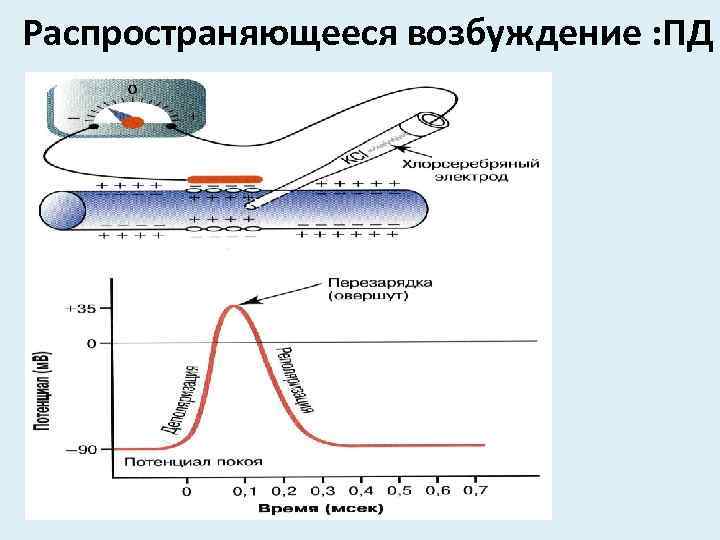 Распространяющееся возбуждение : ПД 