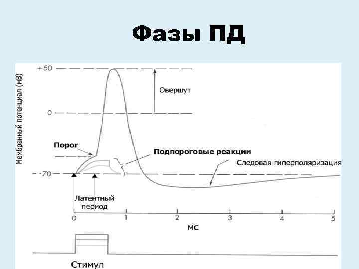 Фазы ПД 