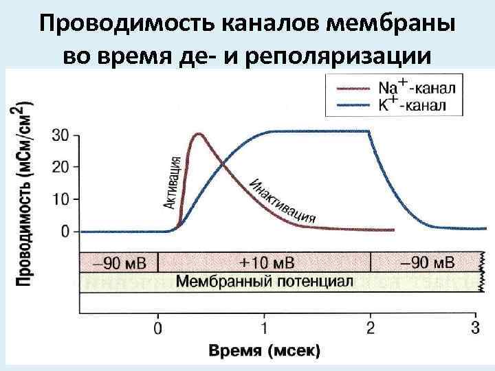 Проводимость каналов мембраны во время де- и реполяризации 