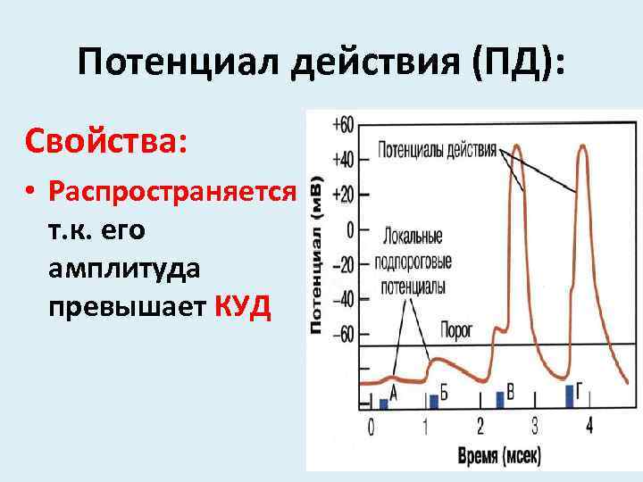 Потенциал действия (ПД): Свойства: • Распространяется т. к. его амплитуда превышает КУД 