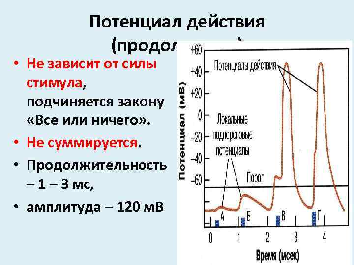 Потенциал действия (продолжение) • Не зависит от силы стимула, подчиняется закону «Все или ничего»