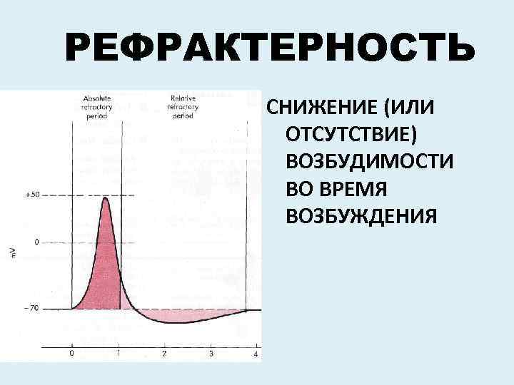 РЕФРАКТЕРНОСТЬ СНИЖЕНИЕ (ИЛИ ОТСУТСТВИЕ) ВОЗБУДИМОСТИ ВО ВРЕМЯ ВОЗБУЖДЕНИЯ 