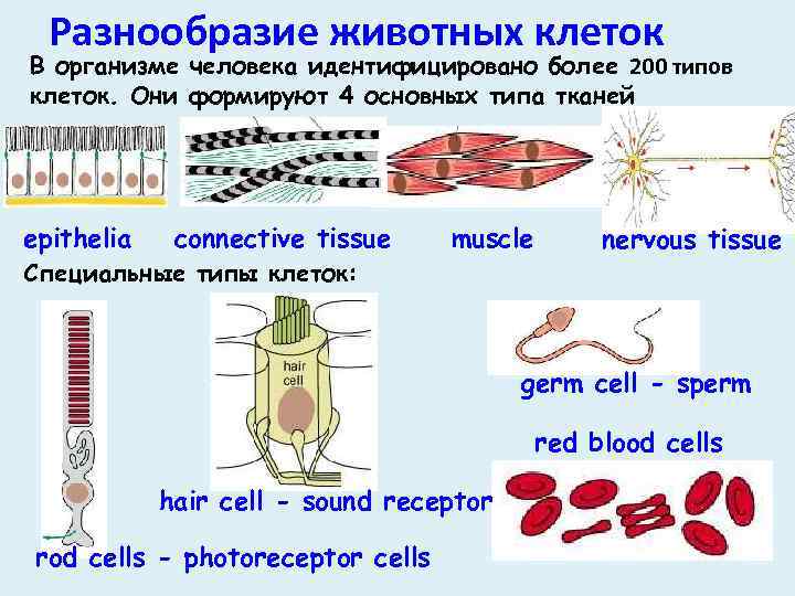 Разнообразие животных клеток В организме человека идентифицировано более 200 типов клеток. Они формируют 4