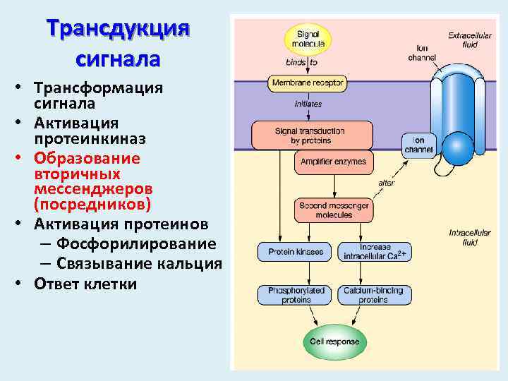 Общая схема трансдукции сигнала