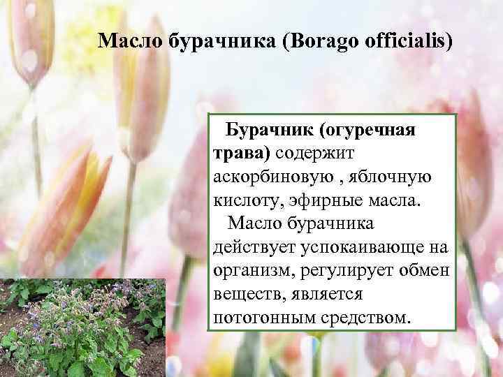 Масло бурачника (Borago officialis) Бурачник (огуречная трава) содержит аскорбиновую , яблочную кислоту, эфирные масла.