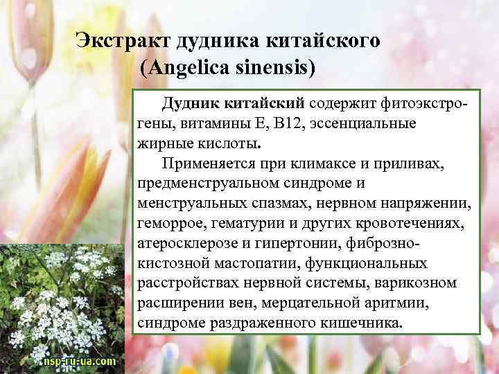 Экстракт дудника китайского (Angelica sinensis) Дудник китайский содержит фитоэкстрогены, витамины Е, В 12, эссенциальные