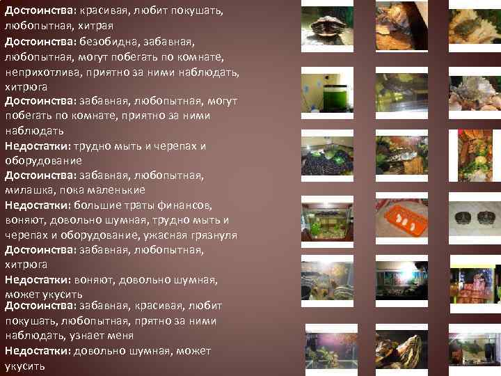 Достоинства: красивая, любит покушать, любопытная, хитрая Достоинства: безобидна, забавная, любопытная, могут побегать по комнате,