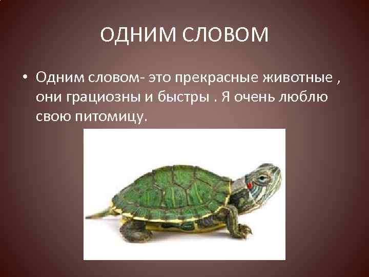 ОДНИМ СЛОВОМ • Одним словом- это прекрасные животные , они грациозны и быстры. Я