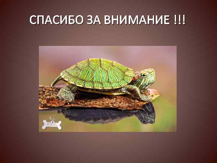 СПАСИБО ЗА ВНИМАНИЕ !!! 