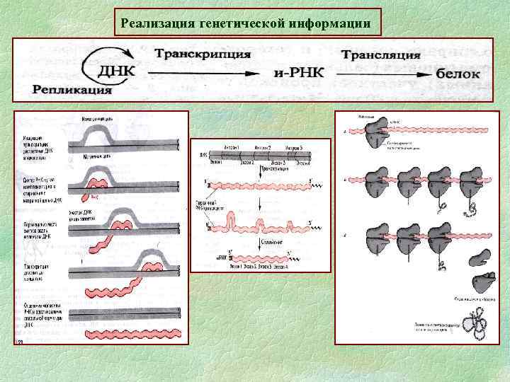 Реализация наследственной информации. Основные этапы реализации наследственной информации в клетке. Схема реализации генетической информации в клетке. Этапы реализации генетической информации схема. Схема реализации наследственной информации.