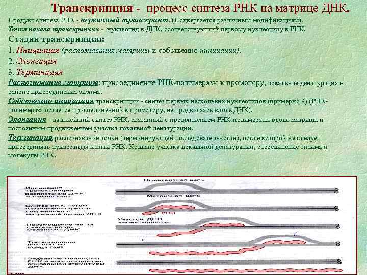 Процесс синтеза рнк