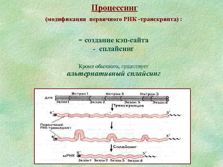 Процессинг (модификация первичного РНК -транскрипта) : - создание кэп-сайта - сплайсинг Кроме обычного, существует