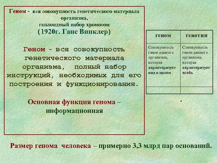 Геном - вся совокупность генетического материала организма, гаплоидный набор хромосом (1920 г. Ганс Винклер)