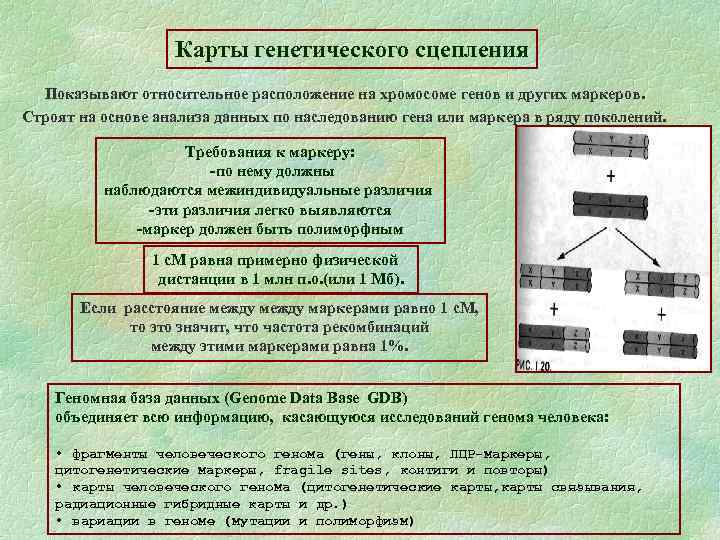 Что показывает генетическая карта