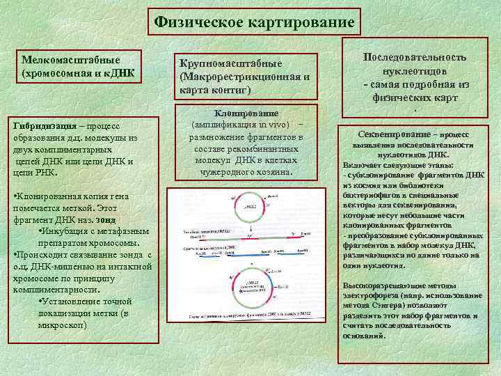 Физическое картирование Мелкомасштабные (хромосомная и к. ДНК Гибридизация – процесс образования д. ц. молекулы