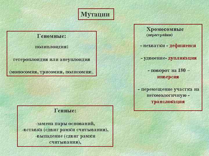 Мутации Хромосомные Геномные: (перестройки) полиплоидия: - нехватки - дефишенси гетероплоидия или анеуплоидия - удвоение-